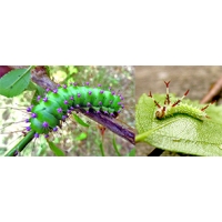DUO Giant Peacock Moth pyri and Tau Emperor 10 eggs of each